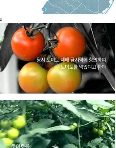 내 텃밭에서 기르는 식물은 무죄