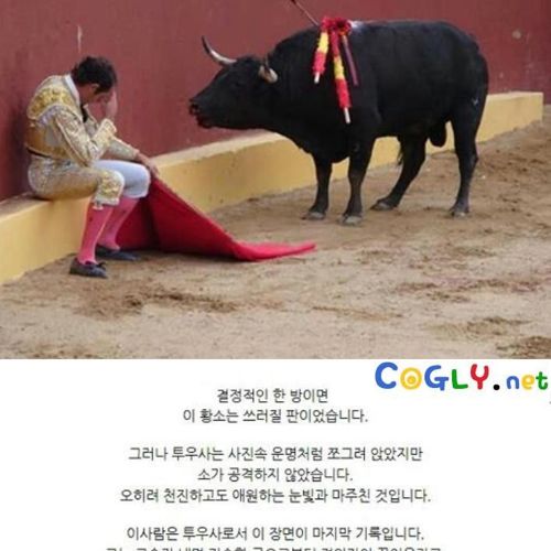 투우사와 황소.jpg