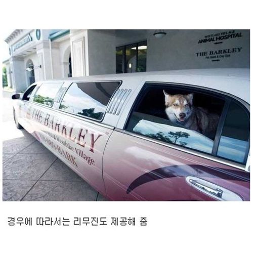 [스압]부잣집개와고양이들의 휴가