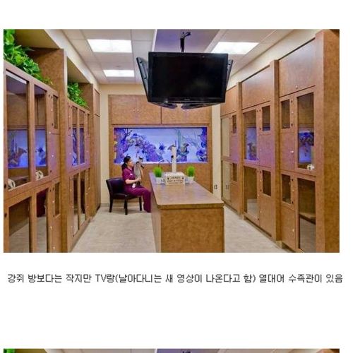 [스압]부잣집개와고양이들의 휴가