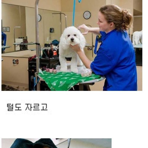 [스압]부잣집개와고양이들의 휴가