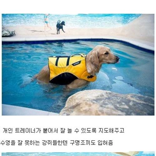 [스압]부잣집개와고양이들의 휴가