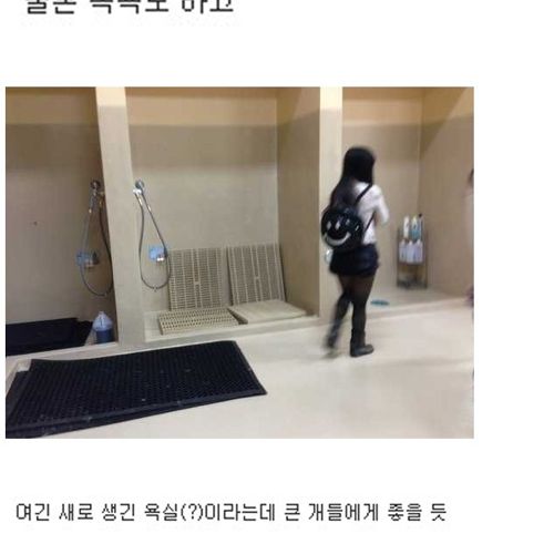 [스압]부잣집개와고양이들의 휴가