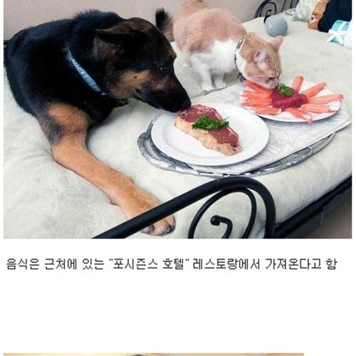 [스압]부잣집개와고양이들의 휴가