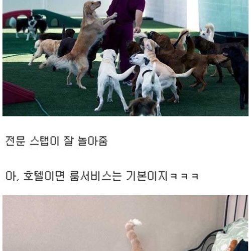 [스압]부잣집개와고양이들의 휴가