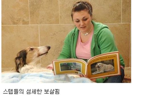 [스압]부잣집개와고양이들의 휴가