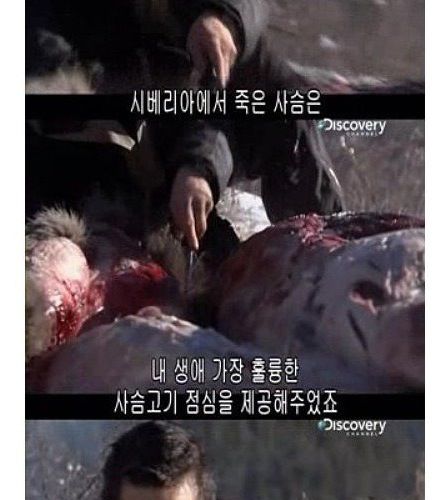 정글의 법칙 베어그릴스 드립