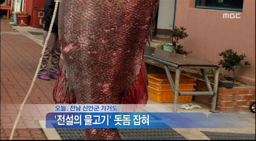 전설의 물고기 돗돔.jpg