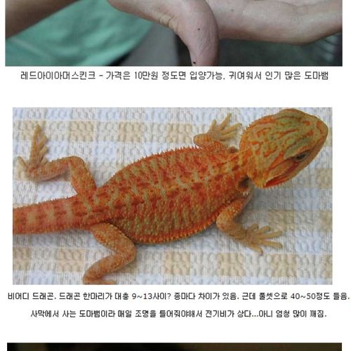 살아있는 드래곤.jpg