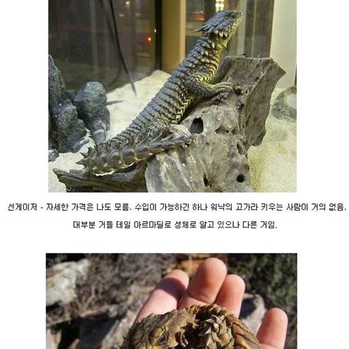 살아있는 드래곤.jpg