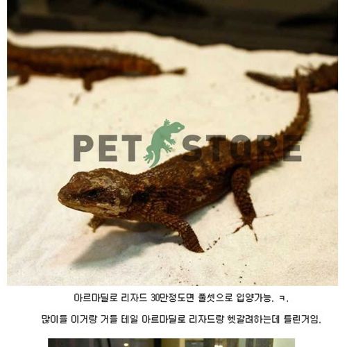 살아있는 드래곤.jpg