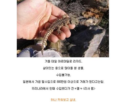 살아있는 드래곤.jpg