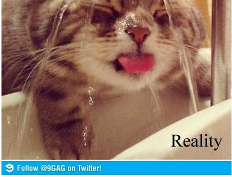 물 마시는 고양이의 이상과 현실