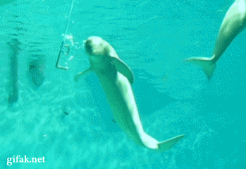 돌고래의 물담배.gif