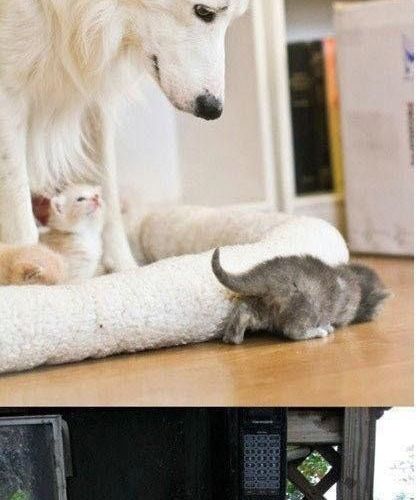 개와 고양이의 만남.jpg