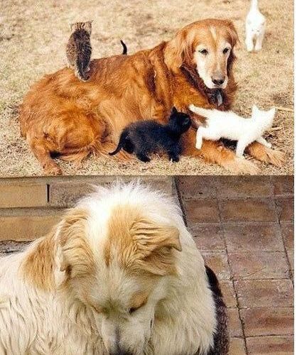 개와 고양이의 만남.jpg