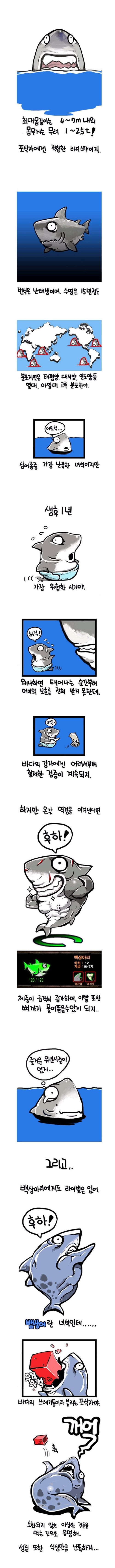 [스압]백상아리의 진실.jpg