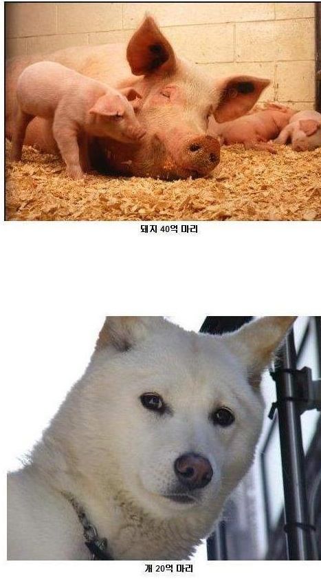 동물 개체수.jpg