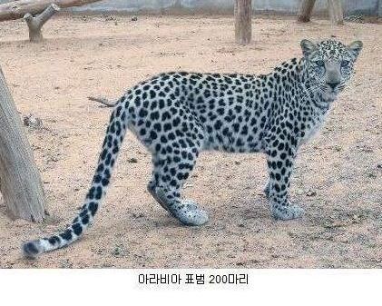 동물 개체수.jpg