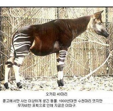 동물 개체수.jpg