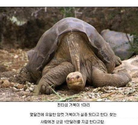 동물 개체수.jpg