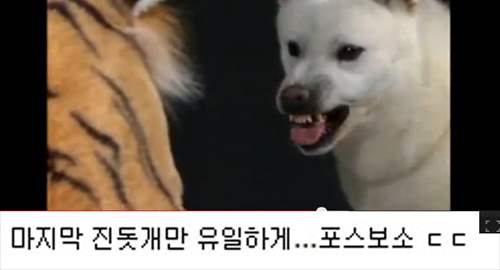 진돗개의 위엄