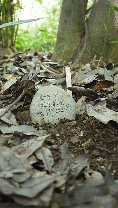 [벌레주의]장수풍뎅이의 일생