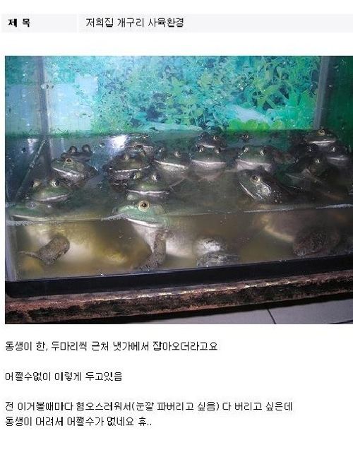 [약혐]개구리 키우기.jpg