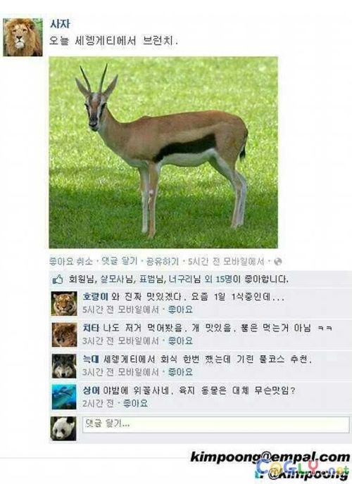 사자의 페이스북.jpg