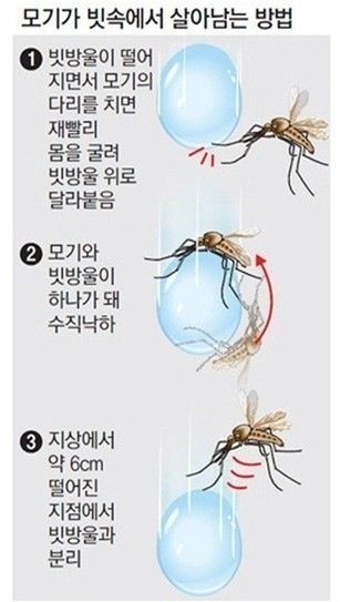 모기가 빗속에서 살아남는 방법.jpg