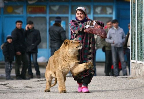 맹수들의 성격이 강아지라면.jpg