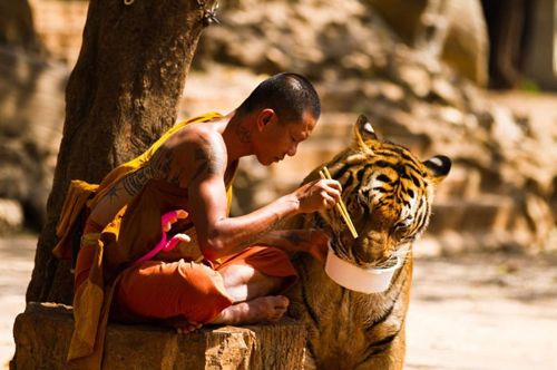 맹수들의 성격이 강아지라면.jpg