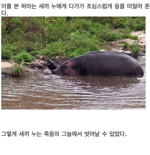 하마는 착했다.jpg