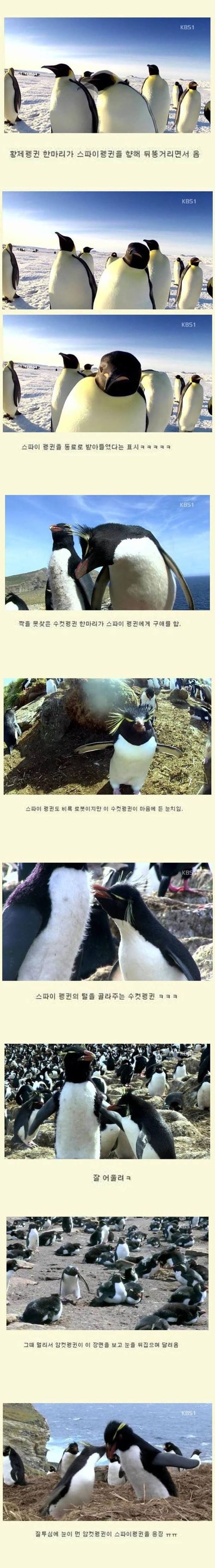 스파이펭귄02.jpg