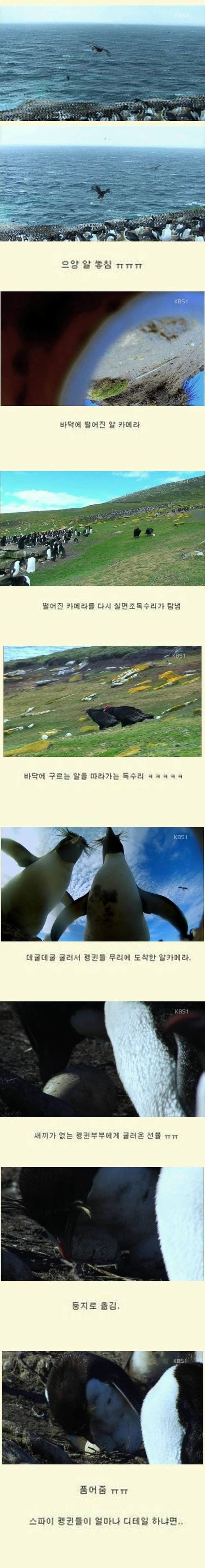 스파이펭귄02.jpg