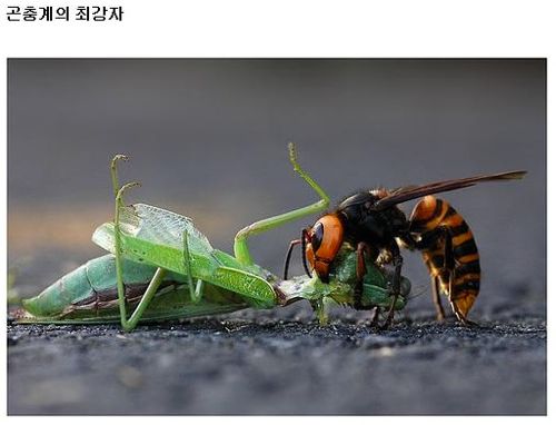 지구 최강의 동물.jpg