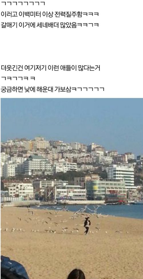 갈메기한테 과자를 함부로 주면 안되는 이유