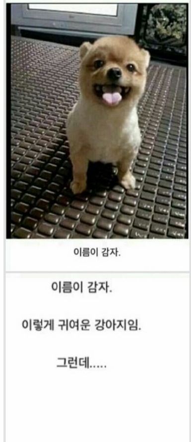 누나가 강아지 이발시켜줌