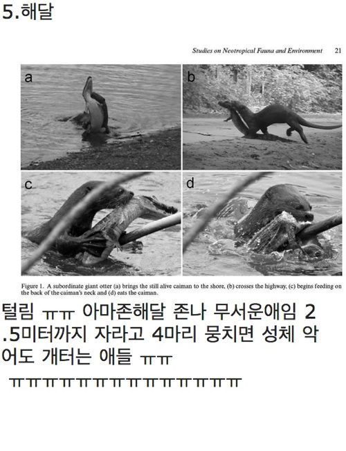 악어의 삶.jpg