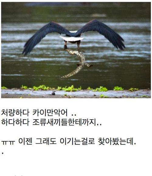 악어의 삶.jpg