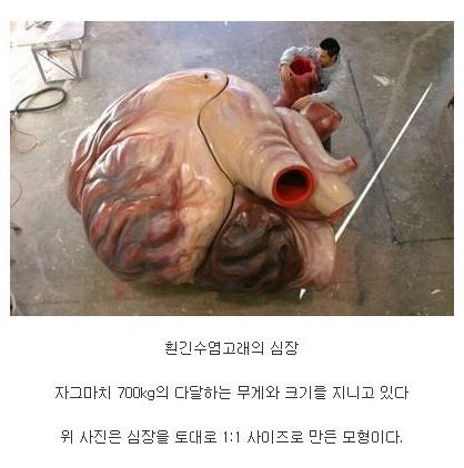 세상에서 가장 큰 심장