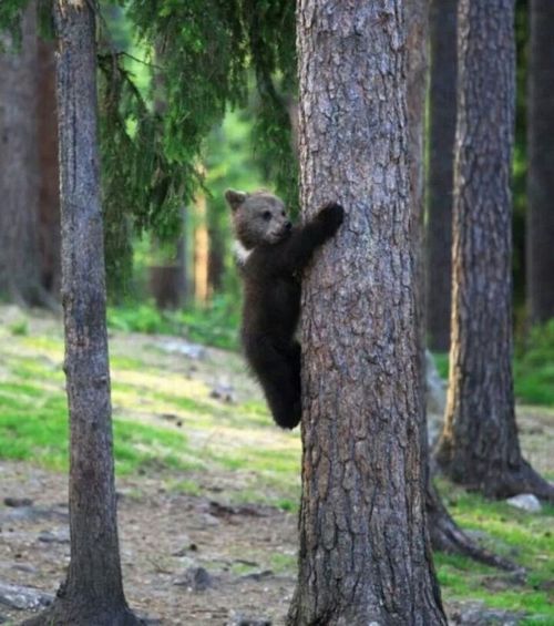 춤판 벌이는 핀란드 애기곰들