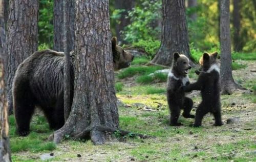 춤판 벌이는 핀란드 애기곰들