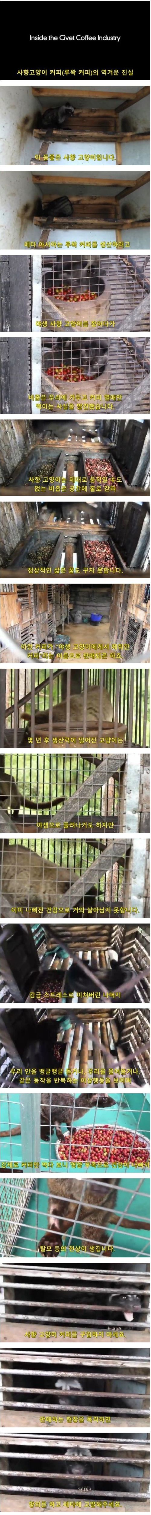 사향고양이 루왁커피의 역겨운 진실