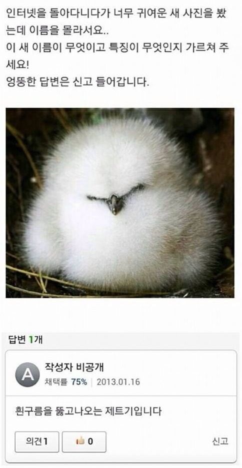 이 새 이름이뭔가요?