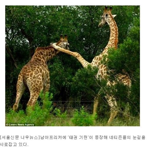 동물뉴스 제목드립.jpg