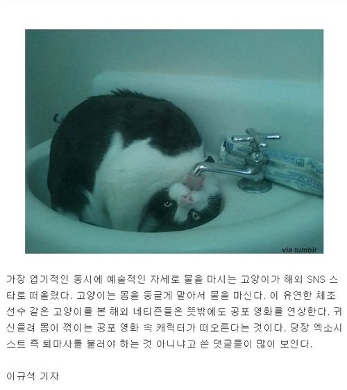 동물뉴스 제목드립.jpg