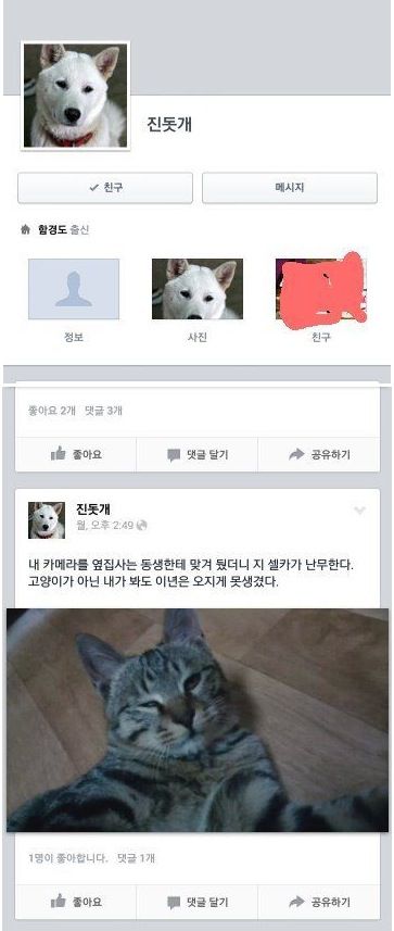 페이스북 하는 진돗개