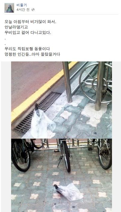 비둘기 페북.jpg