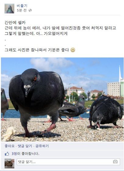 비둘기 페북.jpg